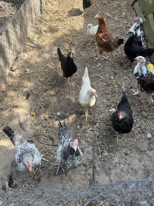 Підрощені курчата