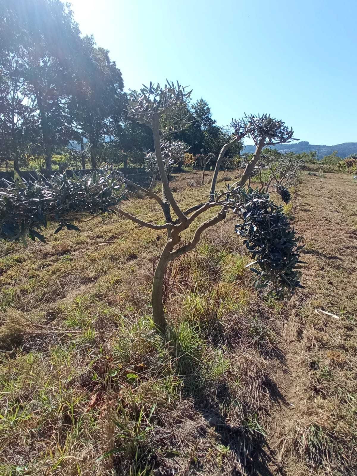 Oliveiras de Jardim
