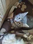 Кошенятко безплатно