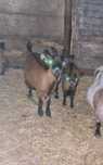 *** Cabras micro anas femeas ***