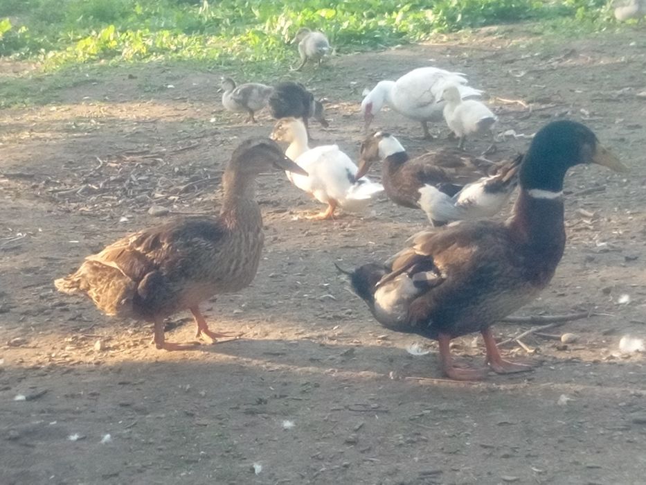 Kaczki staropolskie parka dorosła i młodzież kaczorki i kaczki 4 mies
