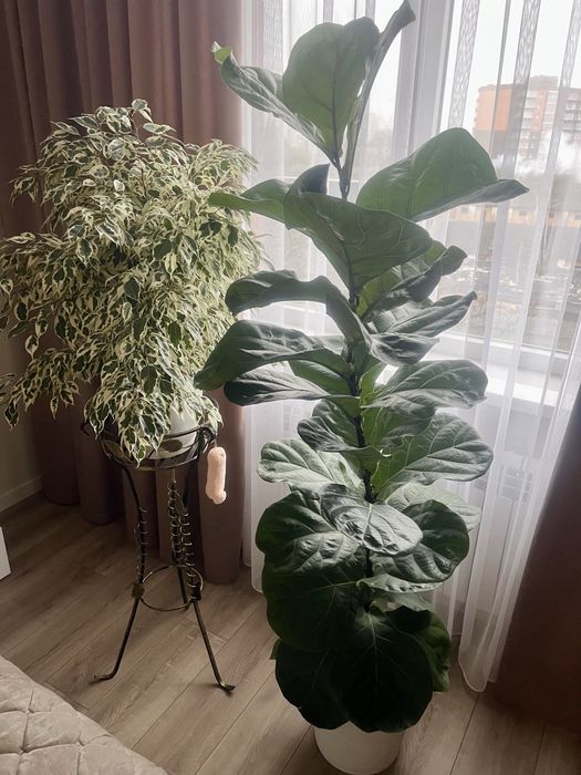 Фікус Лірата 180 см. висота