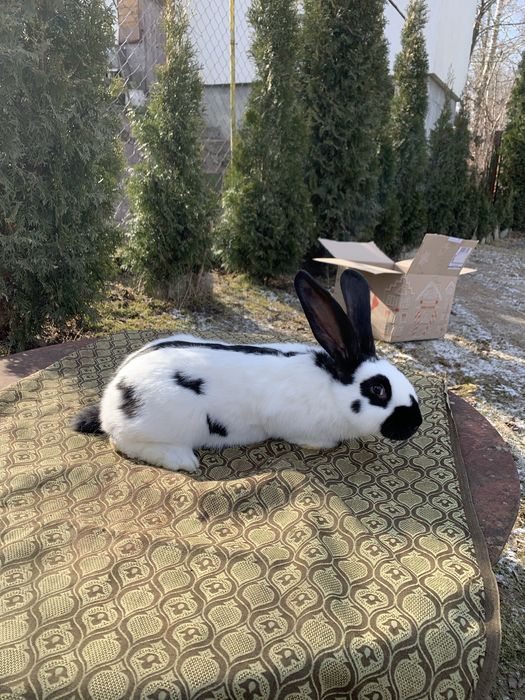 Кролик Строкач Самець