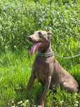 11miesieczna suka doberman czekoladowy