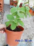 Boldo de jardim ornamental