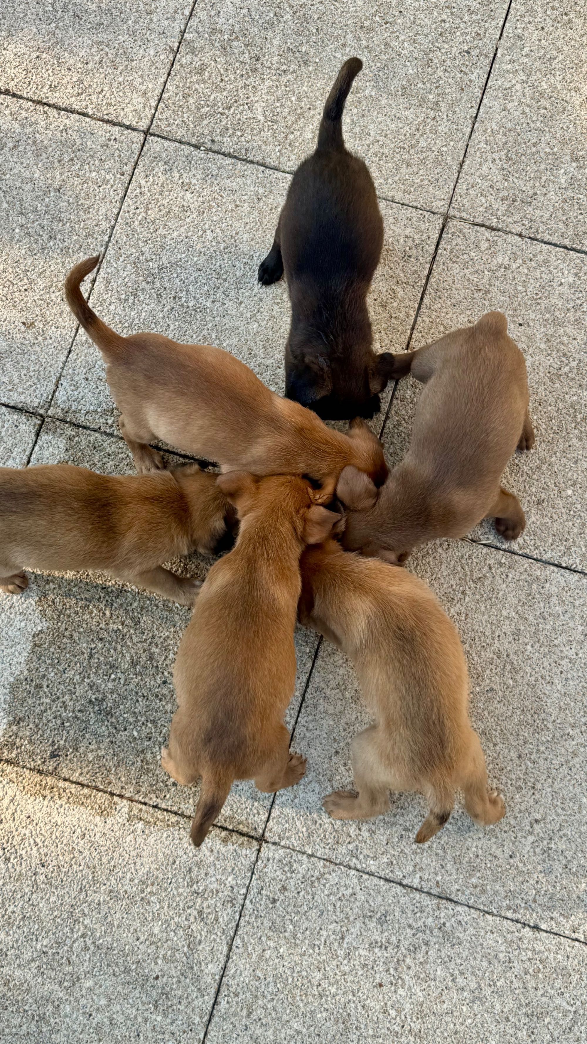 Cães bebés para adoção responsável!