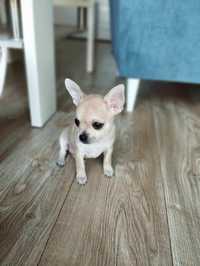 Chihuahua krótkowłosy suczka