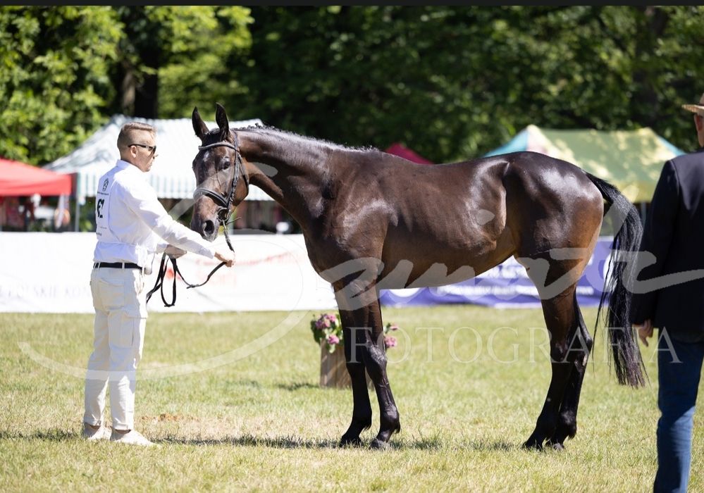 Klacz małopolska dotacyjna