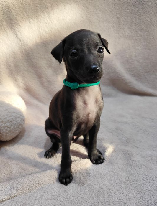 Charcik włoski - Bellagio chłopiec ZKWP/FCI