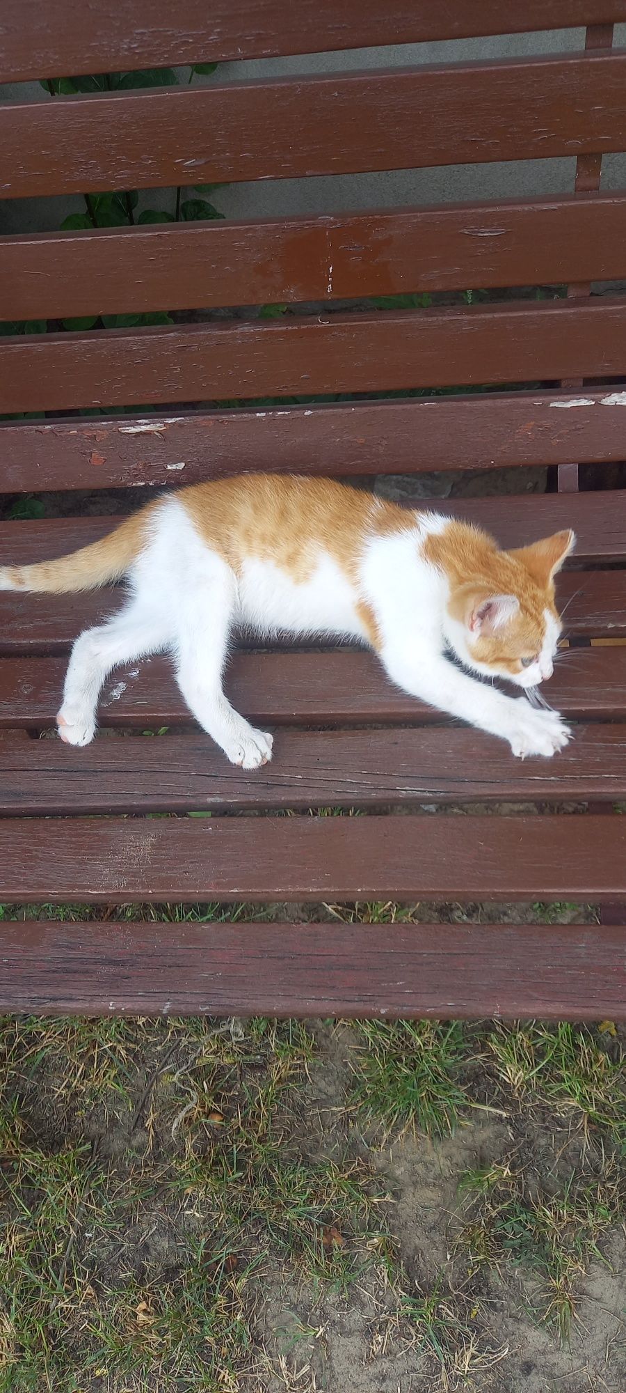 Oddam kotka w dobre ręce