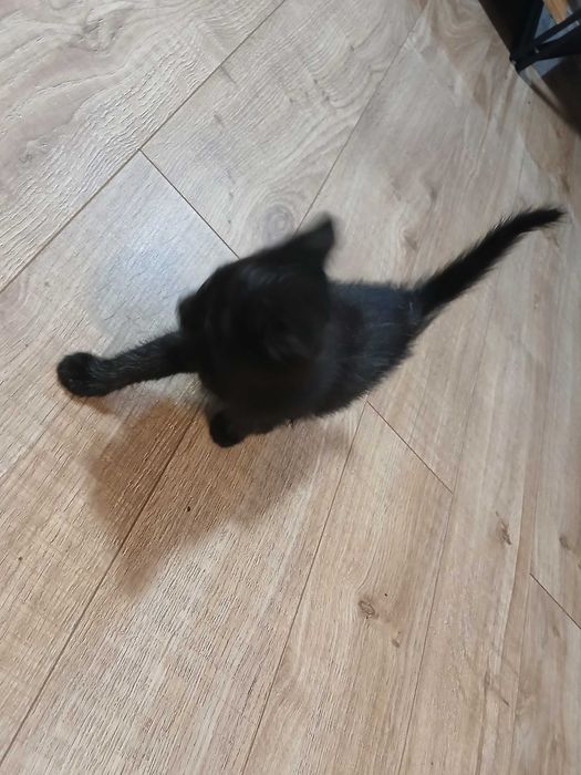 Śluczne kotki do oddania