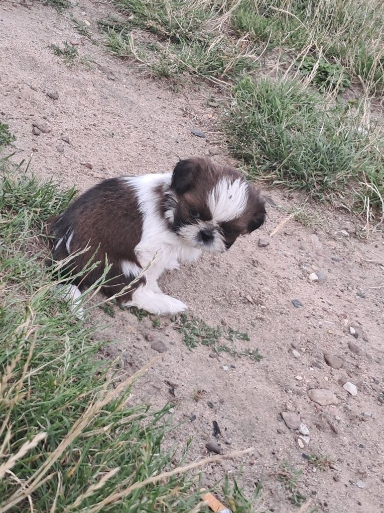 Panowie rasy shih tzu