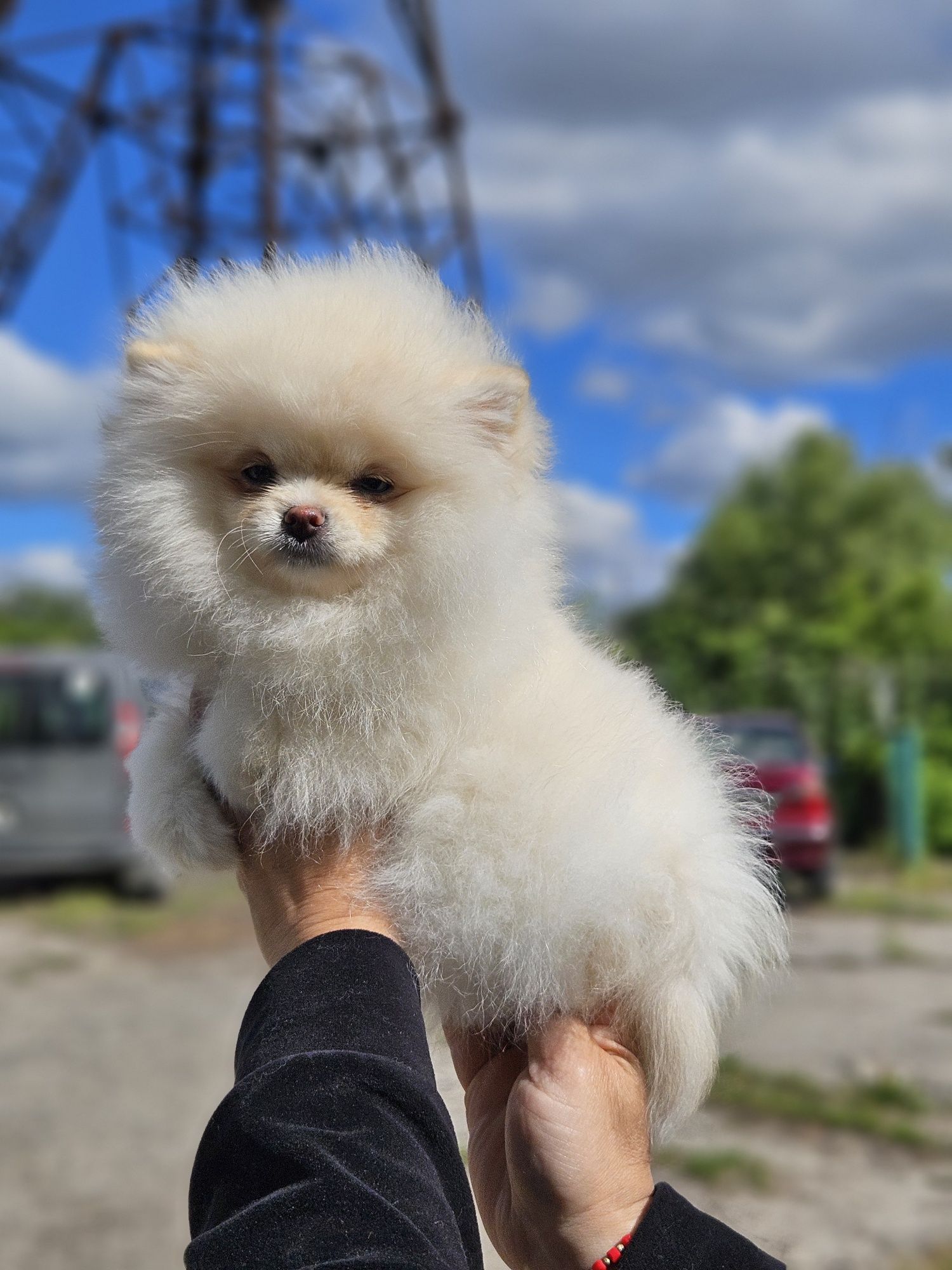 Девочки померанского шпица