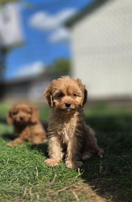 Cavapoo f1 suczka