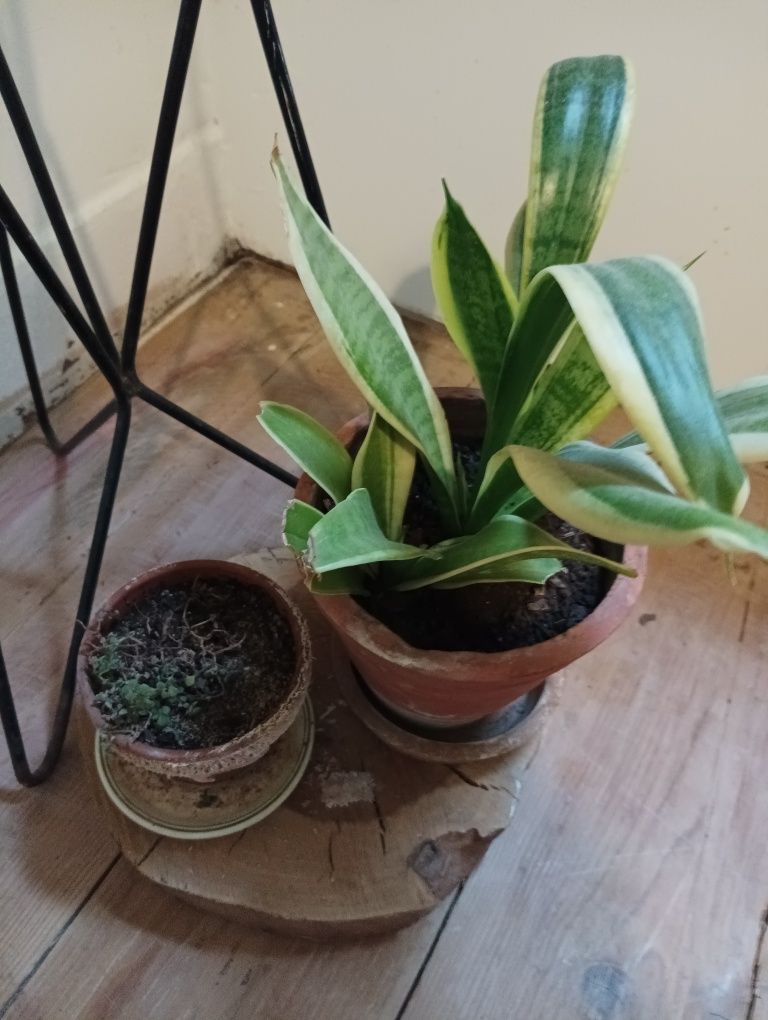 Plantas várias motivo mudança
