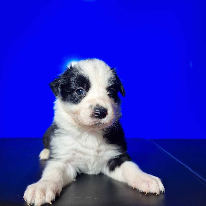 Border collie black white dziewczynka