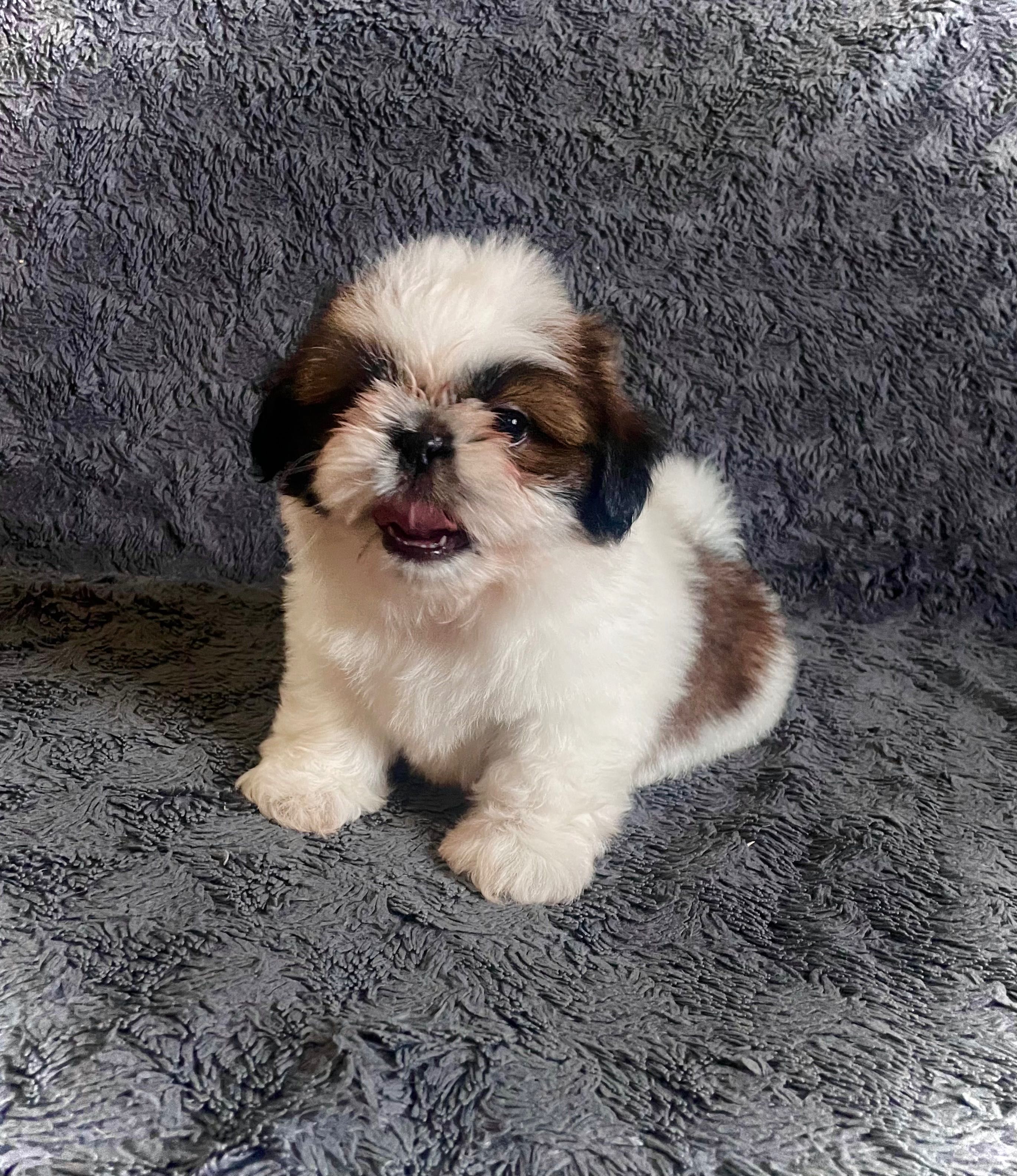 Szczeniak Shih Tzu