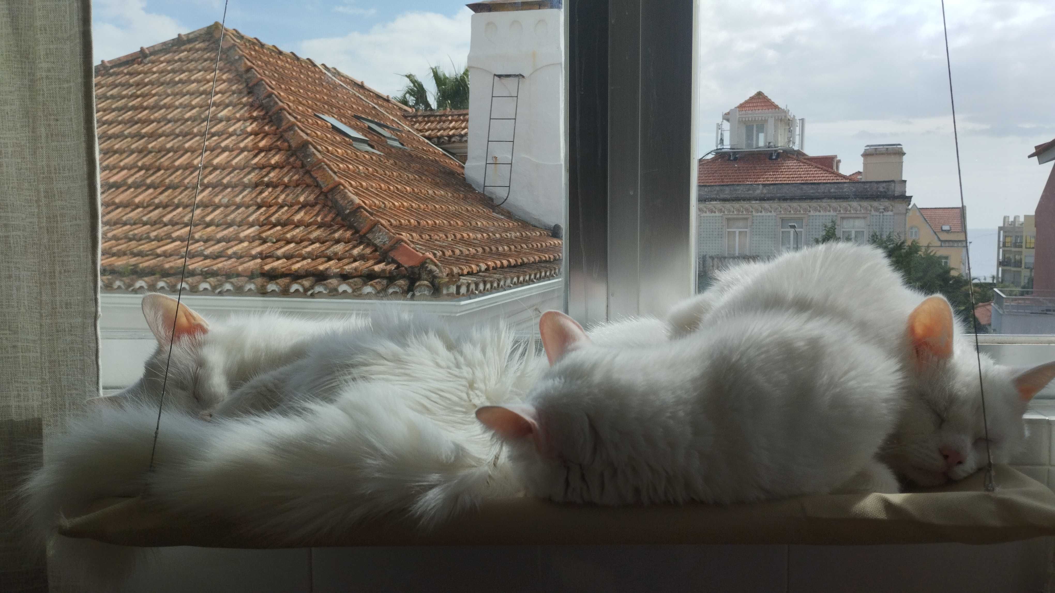 Gatinhas Para adopção