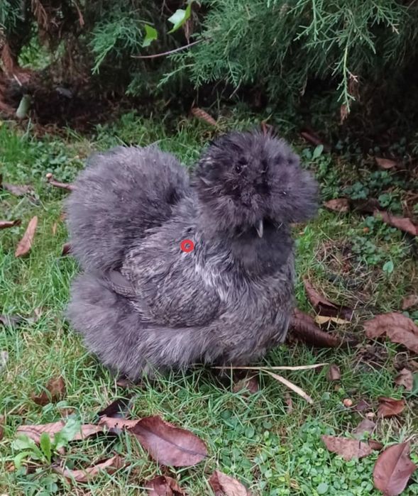 Jaja lęgowe silek, stada rozdzielone kolorami