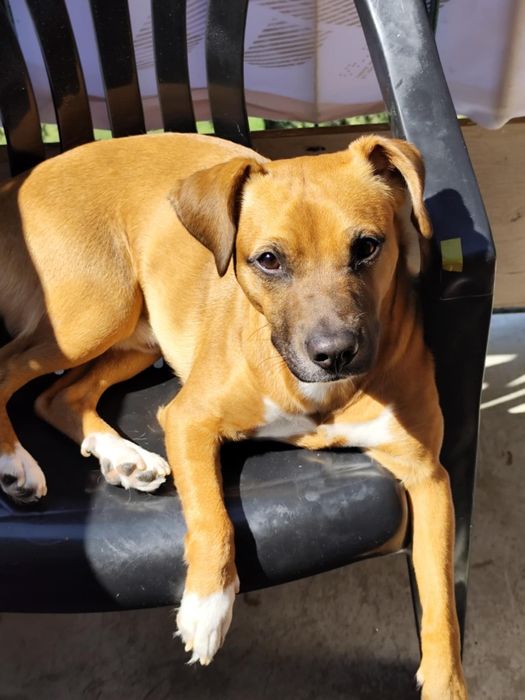 Pilne oddam w dobre ręce