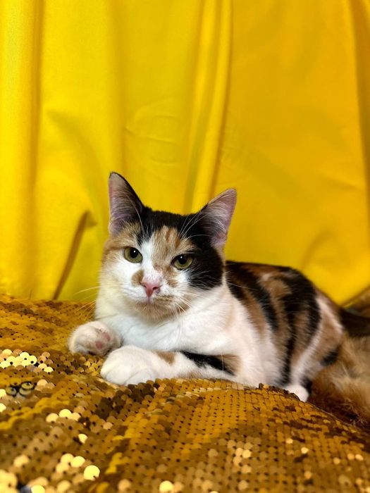 Кошка трехцветная на счастье