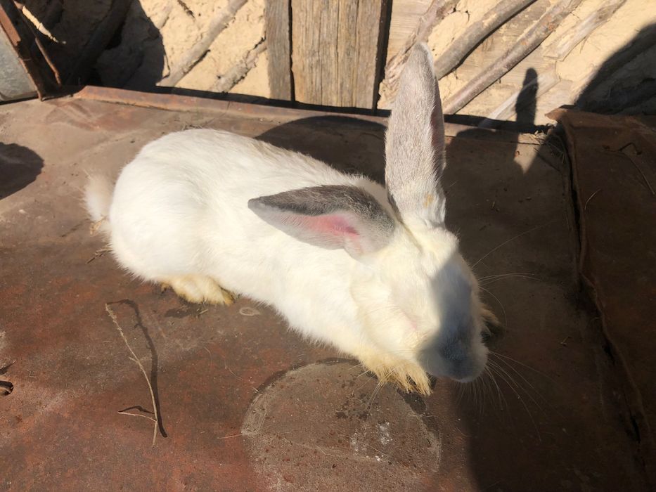 Кріль 7 місяців.