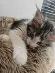 Cudne Maine Coon