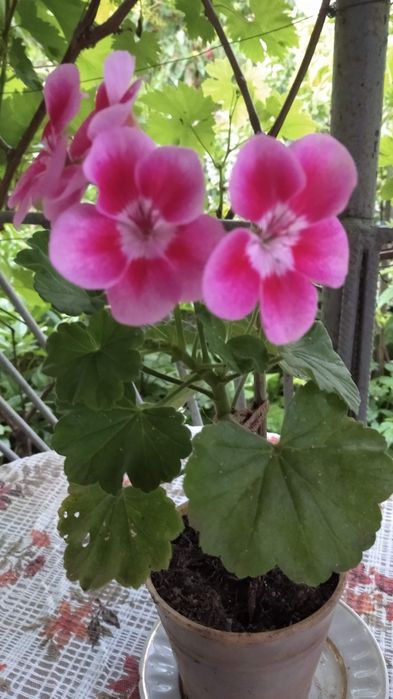 Пеларгонія рідкого забарвлення