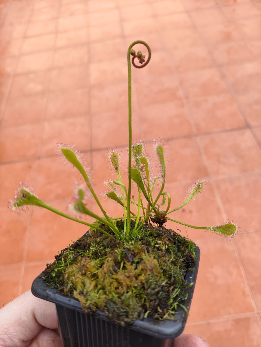 Drosera nidiformis, planta carnívora