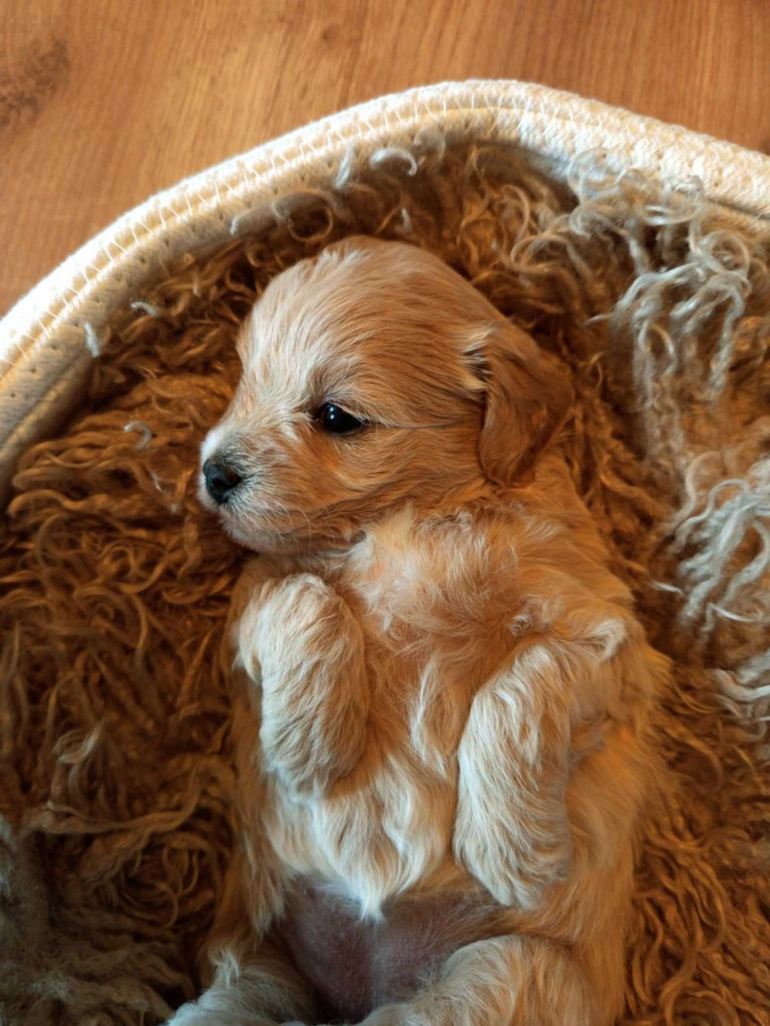 Maltipoo F1 Aurora zarezerwowana