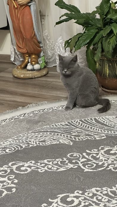 Котик Шотланський короткошерстий