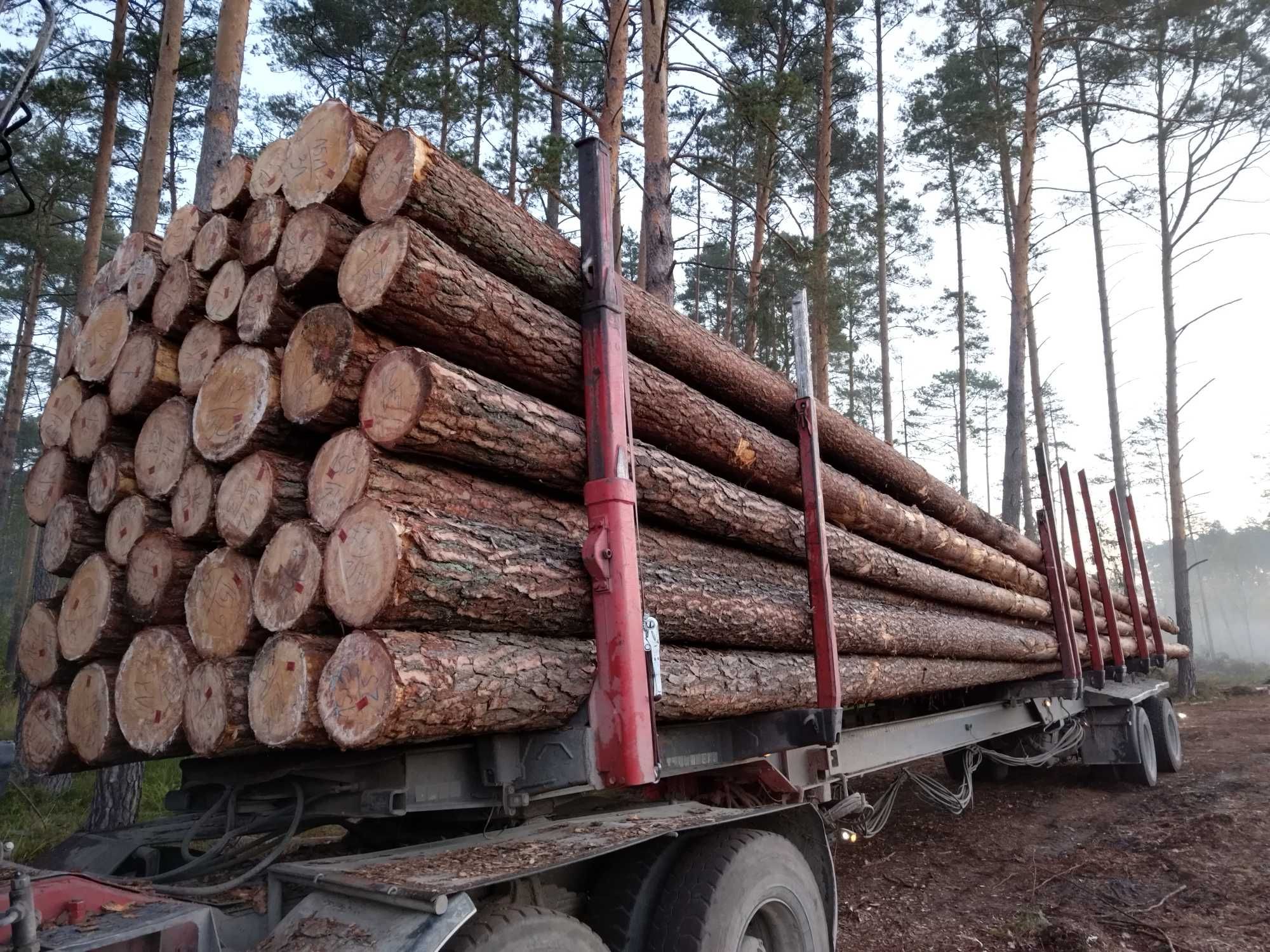 Jodła Sosna  tartaczna dłużyca transport