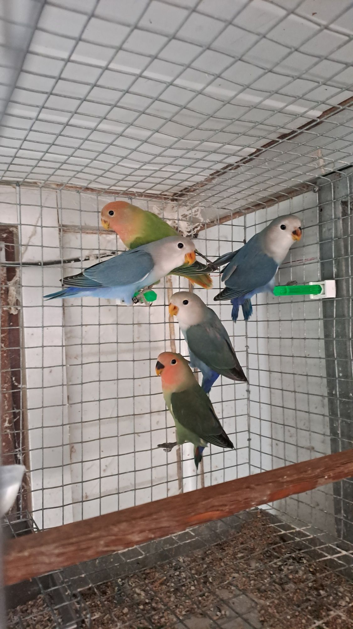 Agapornis rosicolis
