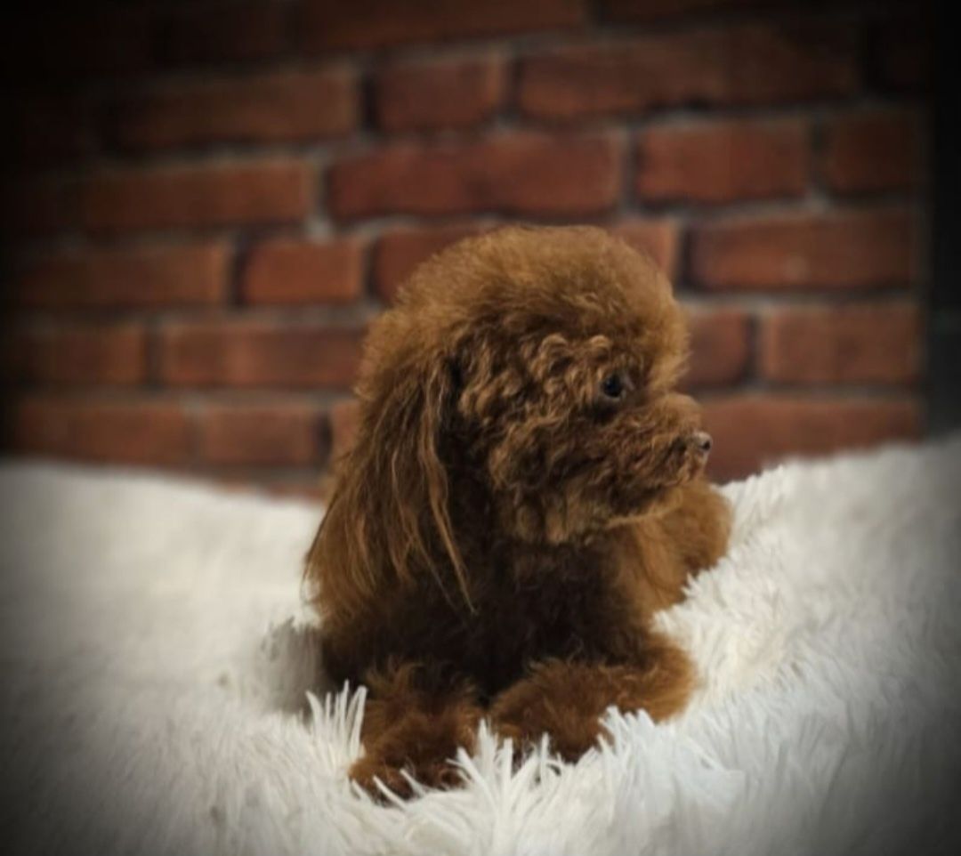 Pudel Toy Red Brown.