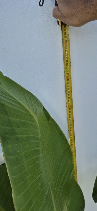 Estrelicia Augusta / Gigante / Flor Branca