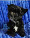 York piesek WIKING Black Yorkshire Terrier -dostępny