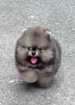 Mały miś pomeranian mini