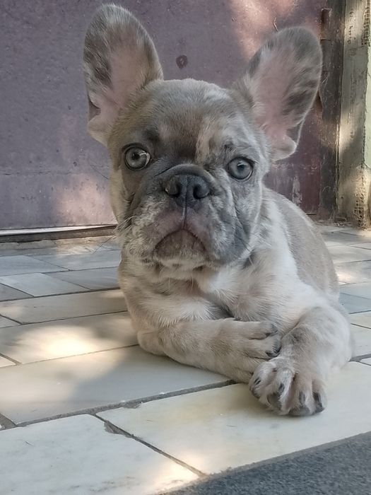 Цуценя французького бульдога