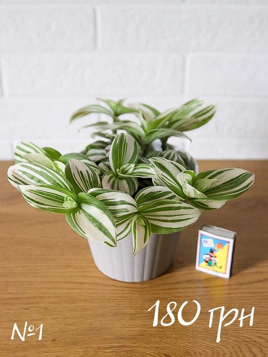 Традесканция Альбифлора Традесканція Альбіфлора Tradescantia albiflora