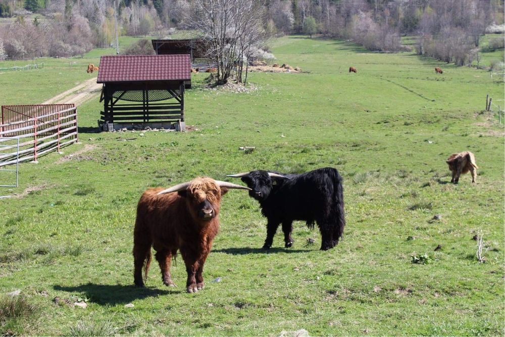 Bydło szkockie highland