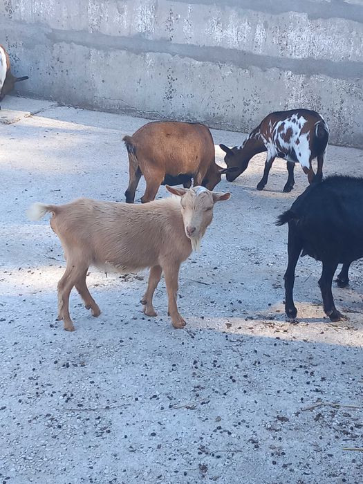 Cabrinhas micro anãs F/M