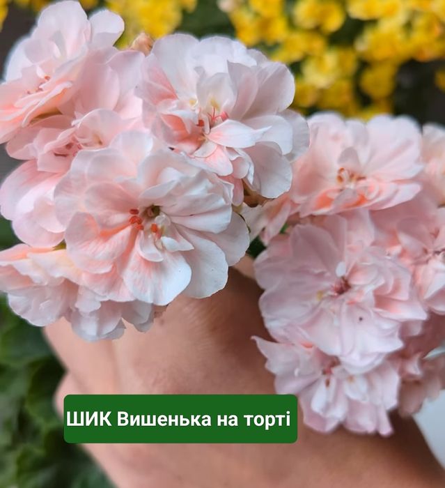 Пеларгонія сортова