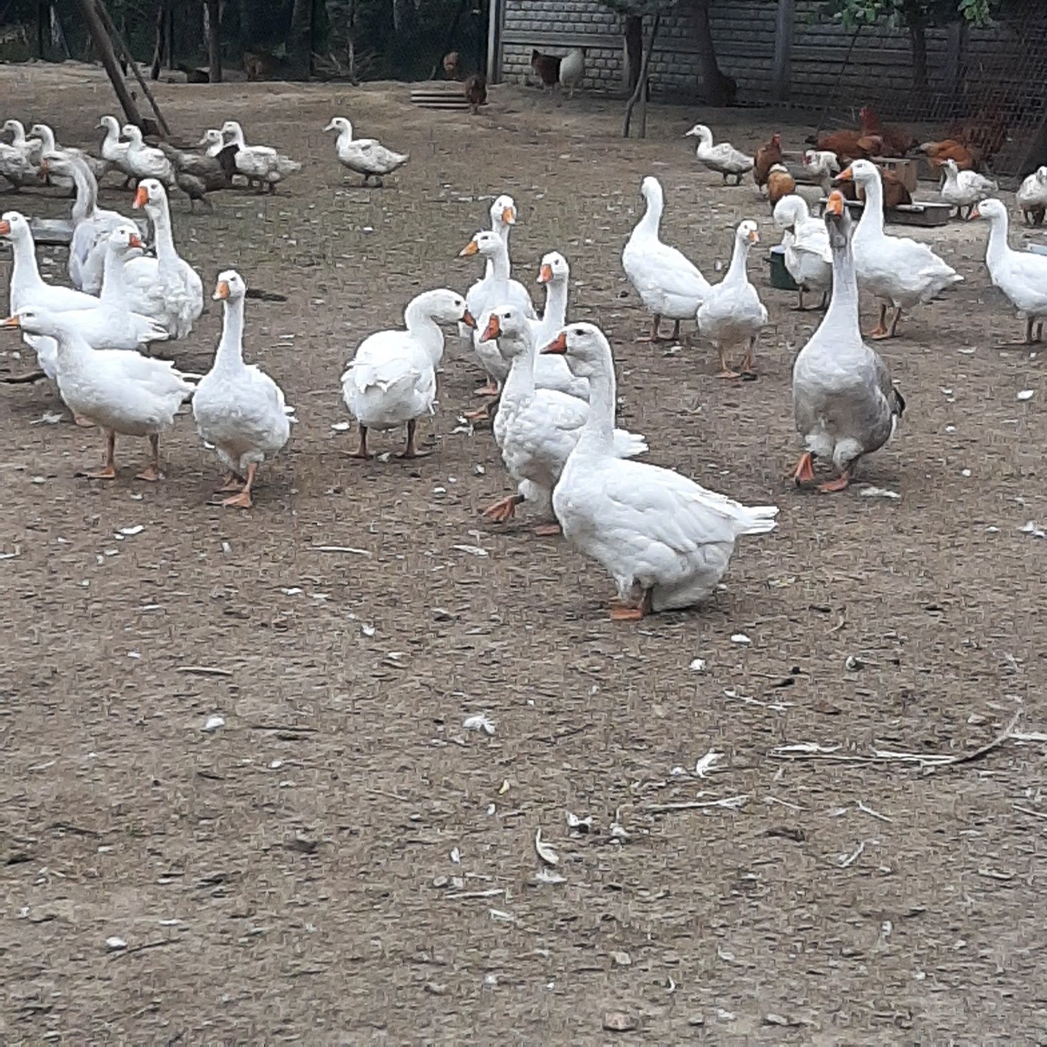 Gęsi kołudzka sprzedam
