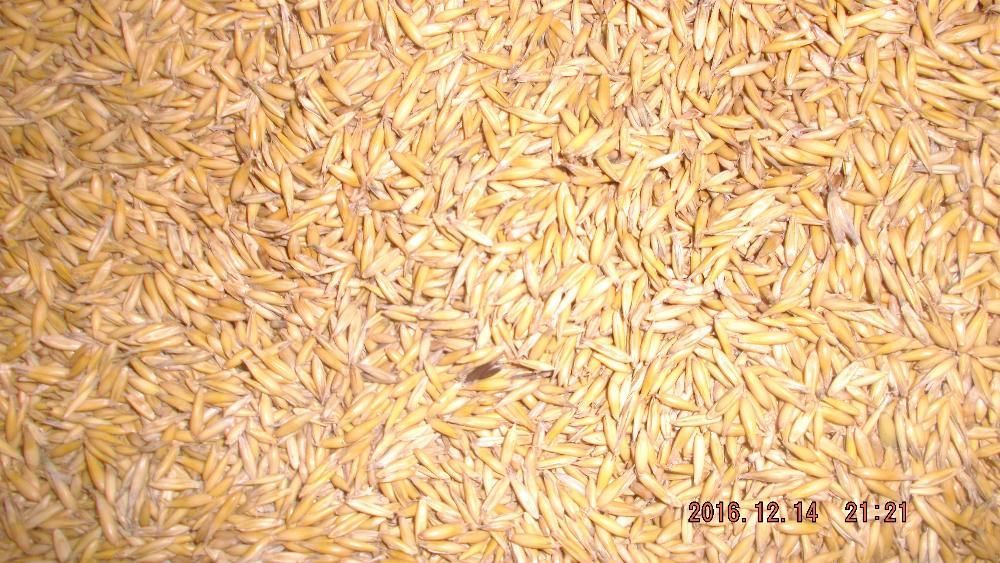 sprzedam owies workowany konie trasport