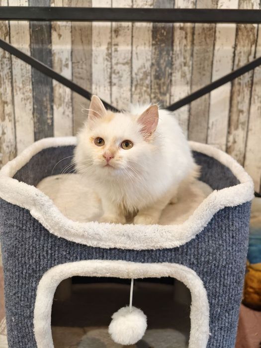 Безкоштовно котятко