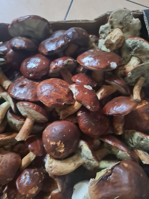 Sprzedam świeże grzyby