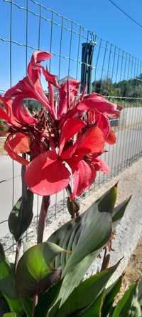 Plant canna  vermelho