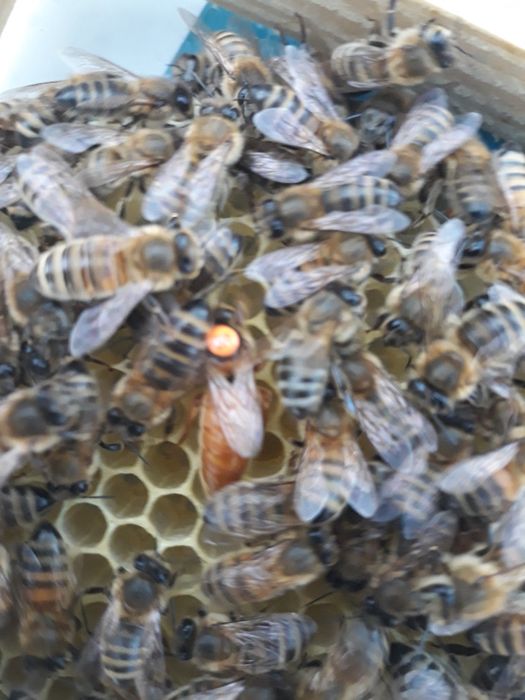 Matka pszczela Czerwiąca Buckfast Royal, Dostępne cały czas.