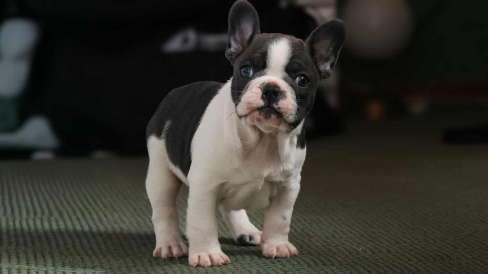 buldogi francuskie