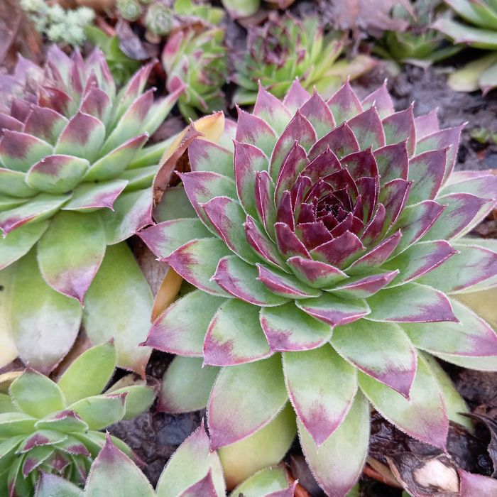 Ехеверія (кам'яна троянда)